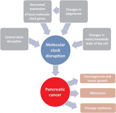 Circadian Genes as Therapeutic Targets in Pancreatic Cancer